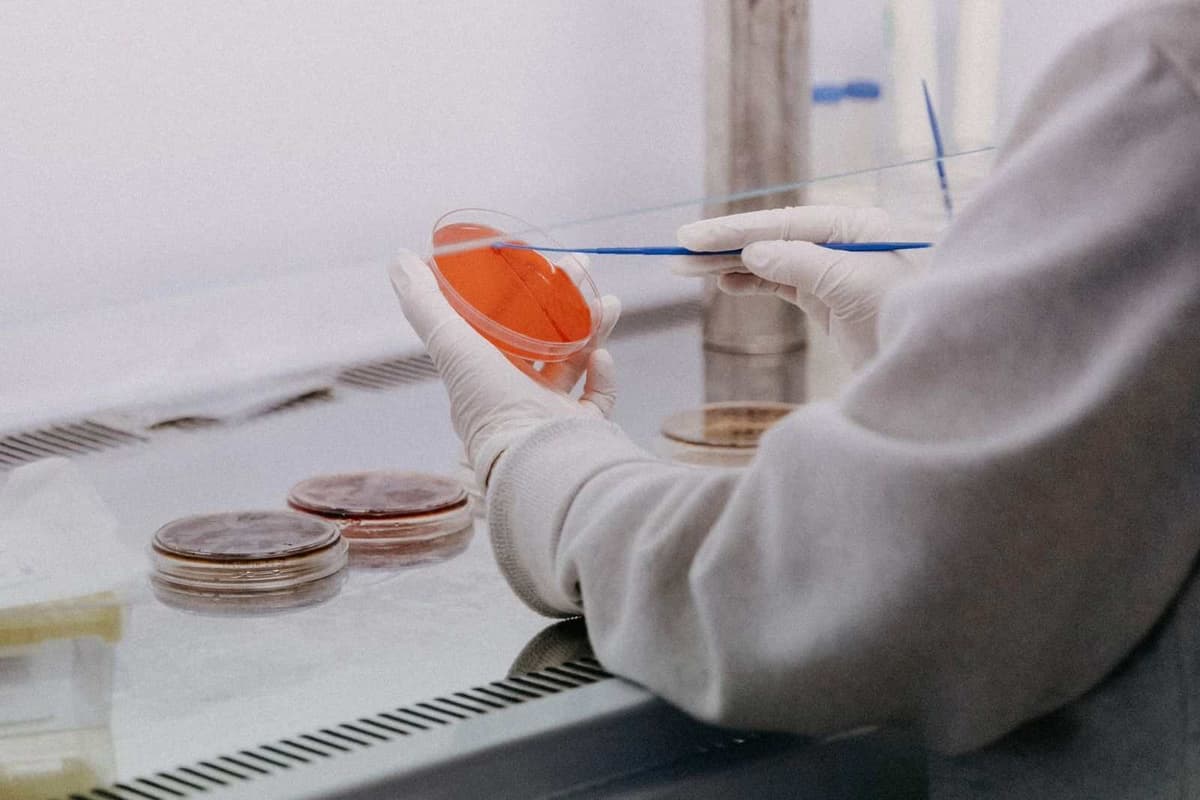 Lab technician streaking culture medium in a Petri dish